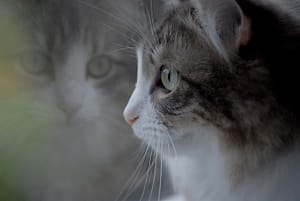 Grey And White Cat