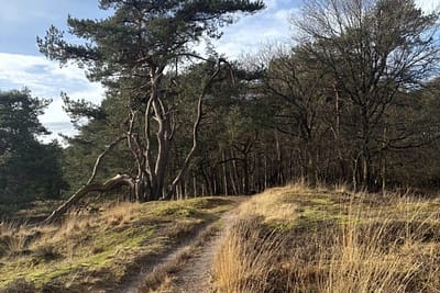 3-daagse-plant-spirit-b