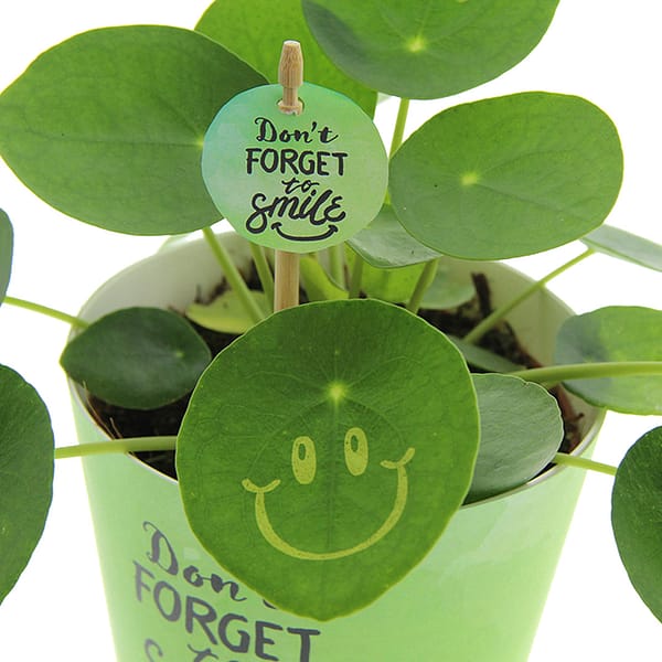 Gadget with logo Pancake plant Gadget with logo Pancake plant in ceramic pot. Brings a smile and positivity at the office. Possible to personalize the pancake plant with your logo or design. Thanks to our special techniques, the application of smileys or logo's does not affect the lifespan. Depending on the surface we can use embroidery, engraving, 360° imprint or screen print.