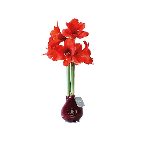 Gadget with logo No water flower colors Gadget with logo handmade no water flower amaryllis bulb. The flower grows and blooms without water in a beautiful colorful wax layer. Unique eye-catcher to decorate your home or office! Fitted with a metal support. The Amaryllis will bloom beautifully after 3 to 5 weeks. This flower bulb comes with a red flower as standard. Depending on the surface we can use embroidery, engraving, 360° imprint or screen print.