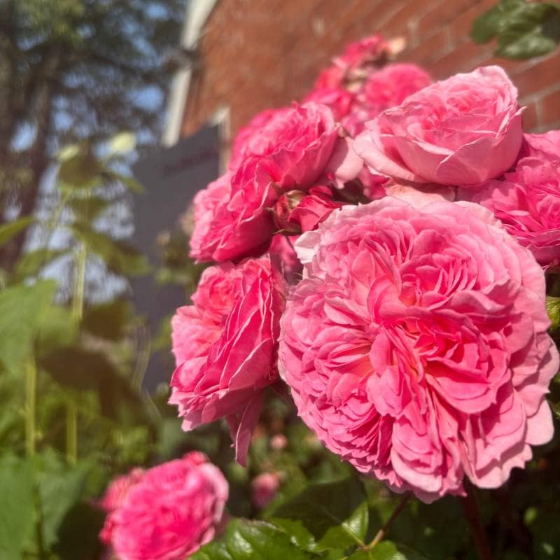 roses_ceremonylocation-scaled (1) roses_ceremonylocation-scaled (1)